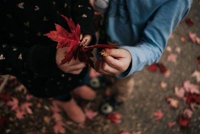 High angle view of hand holding red flowering plant