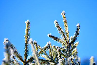 Low angle view of plants against clear blue sky