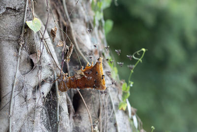 Close-up of insect on tree trunk