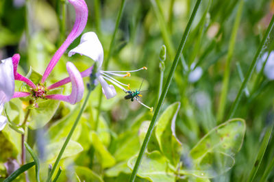 Close-up of insect on flower