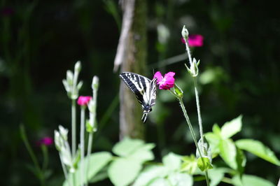 Close-up of butterfly on pink flowers