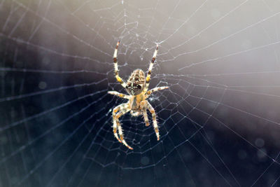 Close-up of spider on web