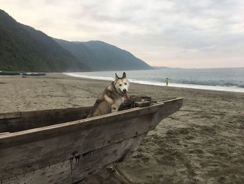 View of a dog on beach