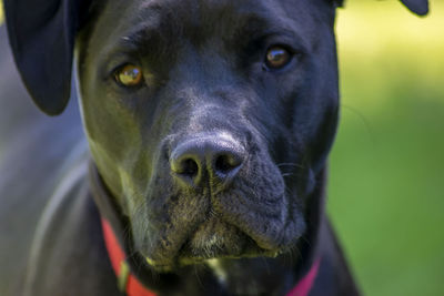 Close-up portrait of black dog