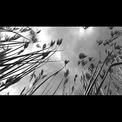 Low angle view of bare trees against sky