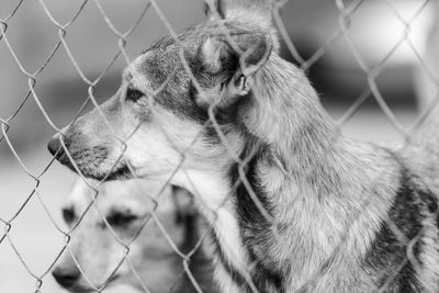 Close-up of a dog looking away