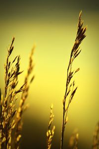 Close-up of stalks in field against sunset sky