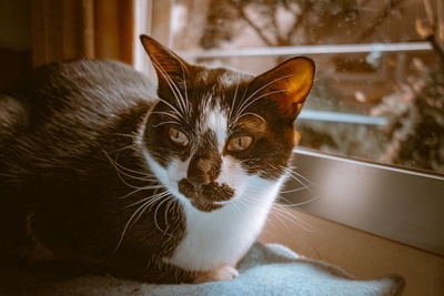 Close-up portrait of a cat
