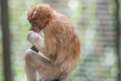 Close-up of monkey