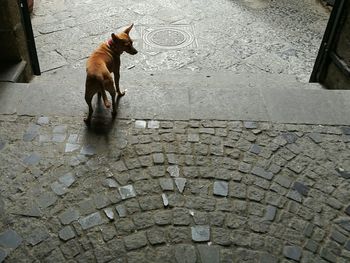 High angle view of dog standing on footpath