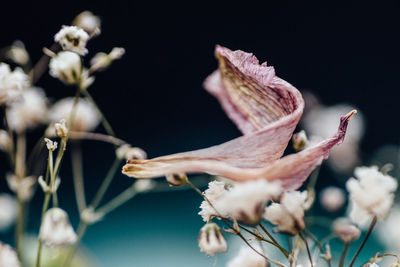 Close-up of flower buds