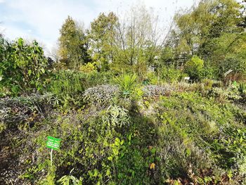 Plants growing on land