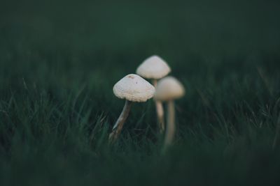 Close-up of mushrooms growing on grassy field