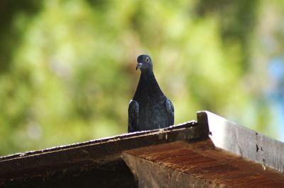 Close-up of bird perching on roof, pigeon