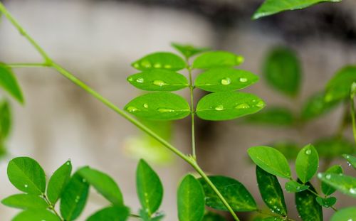 Close-up of small plant with water drops on leaves