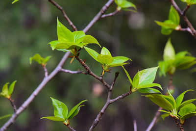 Close-up of green leaves