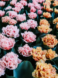 Close-up of flowers