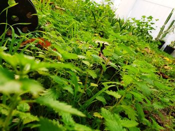 Close-up of fresh green plant in field