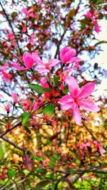 Close-up of pink flowers blooming on tree