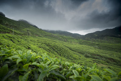 Scenic view of agricultural field against sky