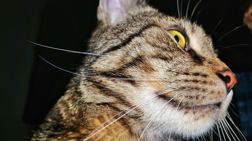 Close-up of cat