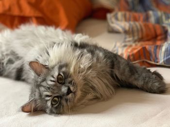 Portrait of cat resting on bed