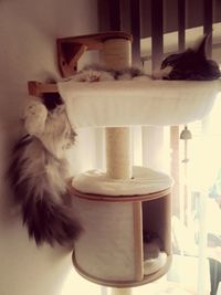 Cat relaxing on table at home