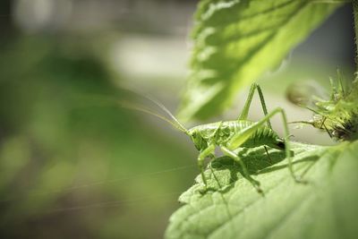 Close-up of grasshopper on plant 