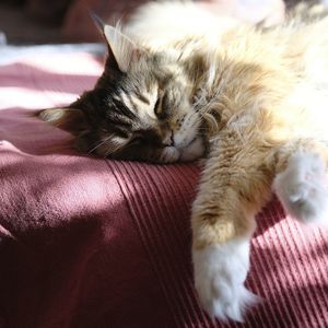 Close-up of cat sleeping