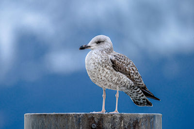 Close-up of seagull perching on wooden post