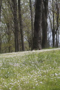 Scenic view of trees growing in forest
