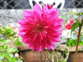 Close-up of pink flower blooming outdoors