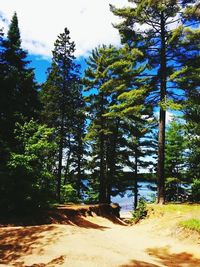 Trees growing in park