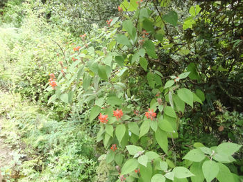 Close-up of fruits on tree