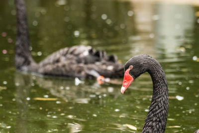 Swan floating on a lake