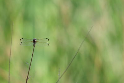 Close-up of dragonfly on plant