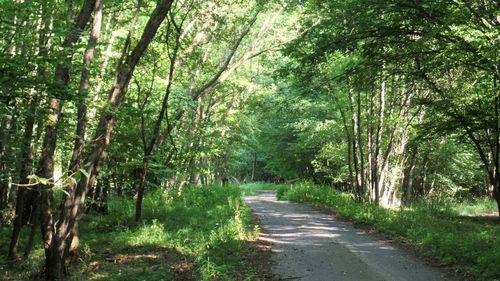 Footpath amidst trees in forest