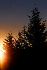 Silhouette of tree at sunset