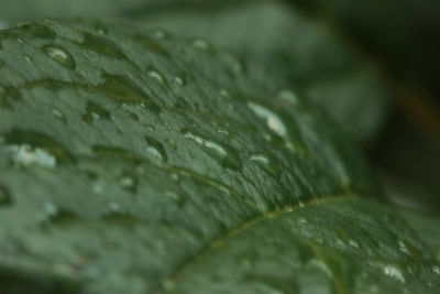 Close-up of raindrops on leaf