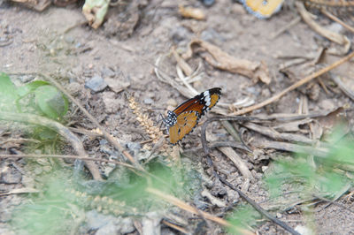 Close-up of insect on leaf