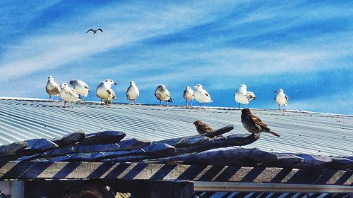 Seagulls perching on cable against sky