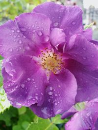 Close-up of wet pink rose flower