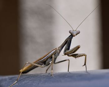 Close-up of insect on wall