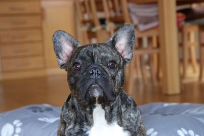 Close-up portrait of dog