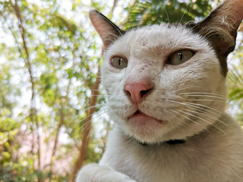 Close-up portrait of a cat