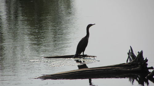 Bird perching on lake