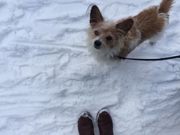 Low section of person with dog on snow