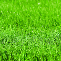 Full frame shot of green grass