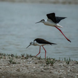 Bird flying over beach
