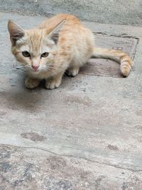 High angle view of cat resting on footpath